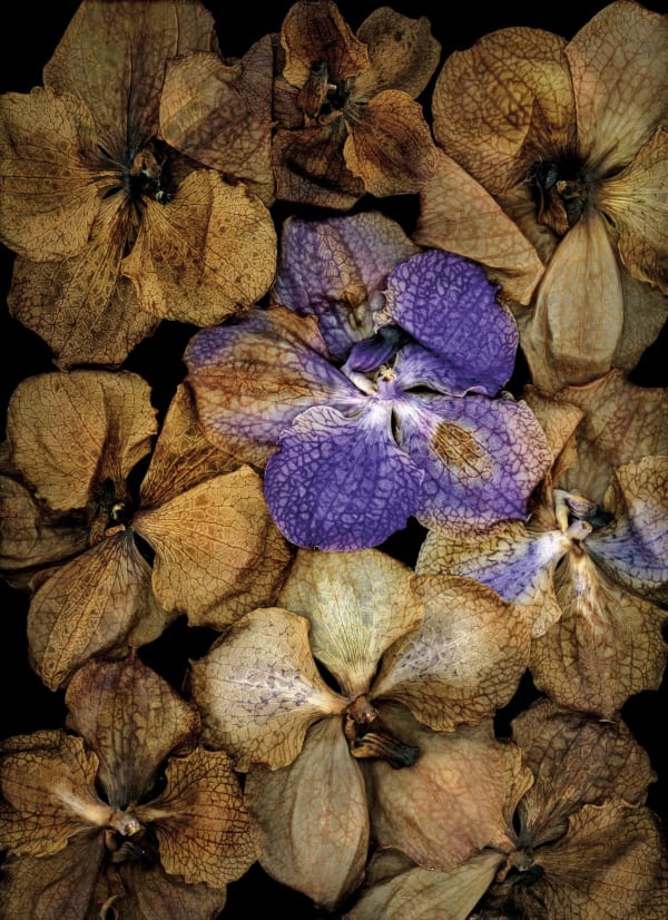 The wall of colour 2