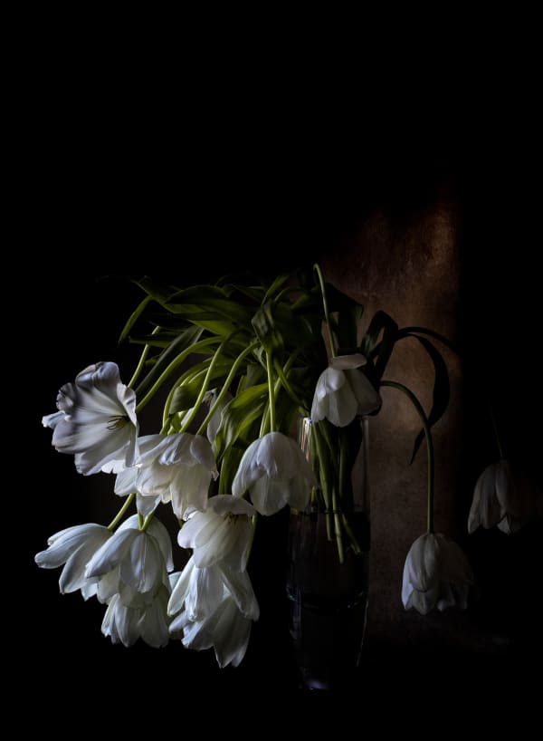 Still Life-Tulipes blanches Momento Mori