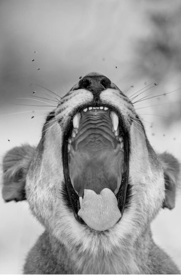 Tooth and Nail ( African Lion, Okvango Delta, Botswana ), 2018