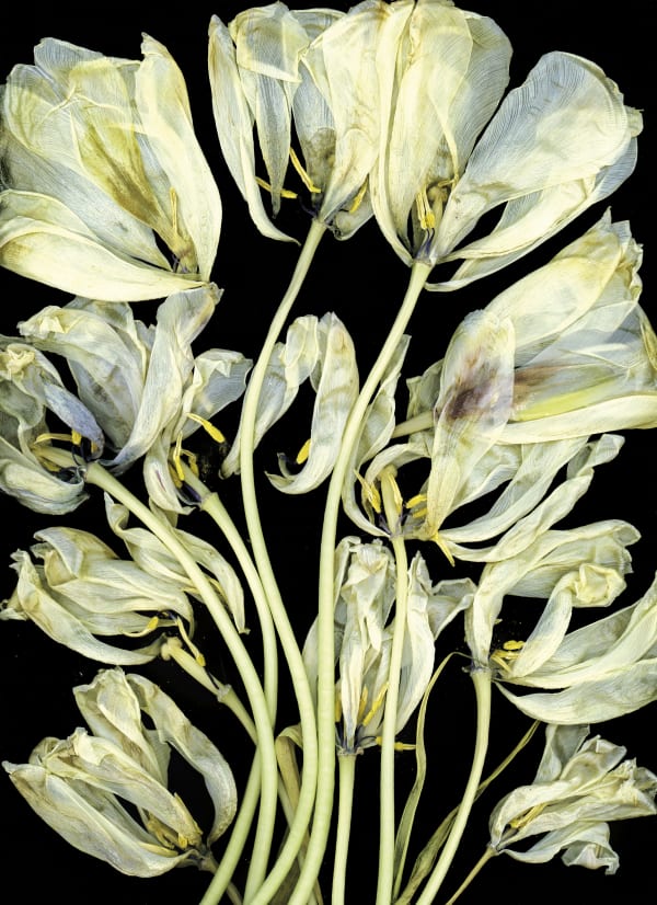 Tulip Shroud 2 (Dyptique)