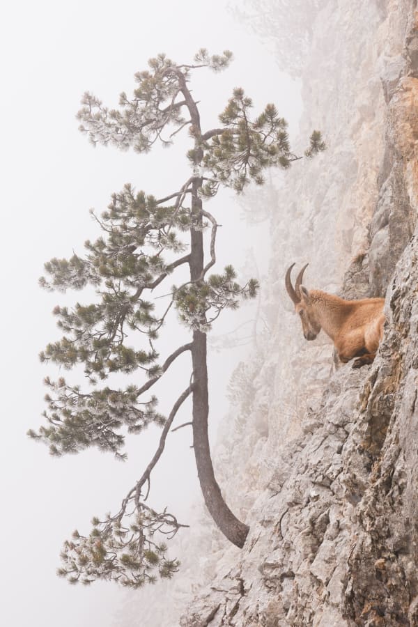 Le Monarque des Falaises. Haute-Savoie, France