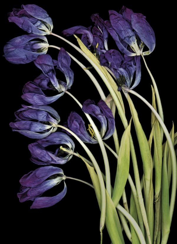 Purple tulips
