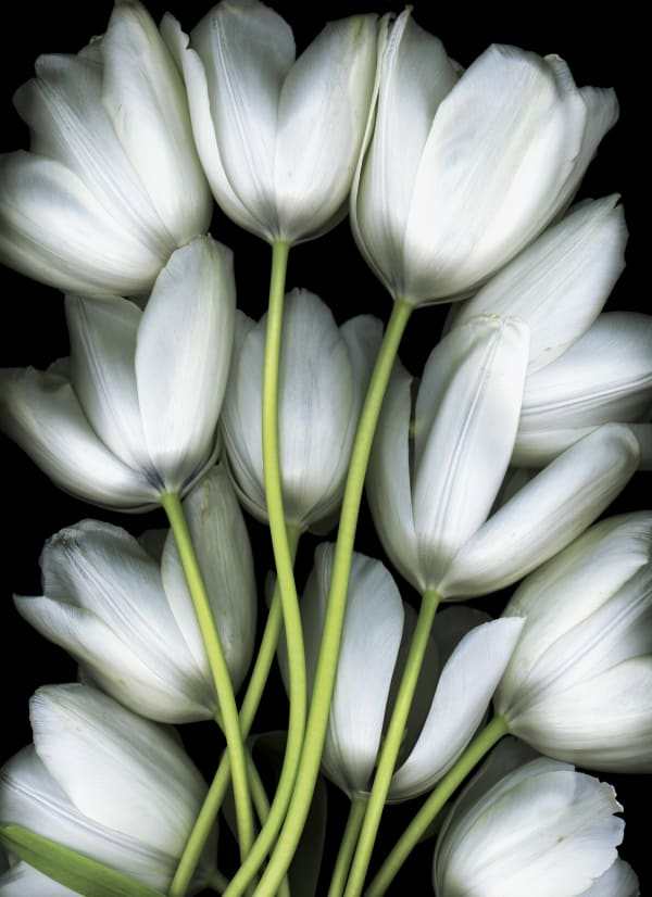 Tulip Shroud 1 (Dyptique)