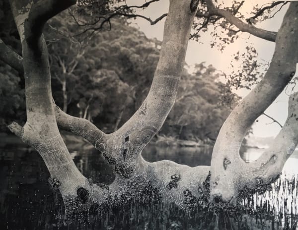 Joshua Yeldham, Mangrove Tree – Summer (Ed. of 9), 2017