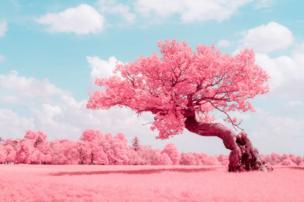 Kate Ballis, Dendromancy, 2019