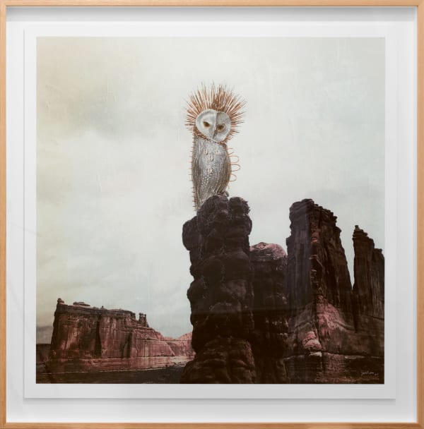 Joshua Yeldham, Spirit Owl, 2018