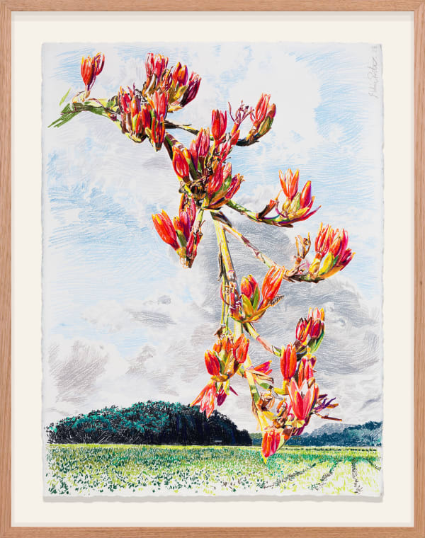 Hobie Porter, Introduced Habitats for Native Flora: Doryanthes Palmeri I, 2023