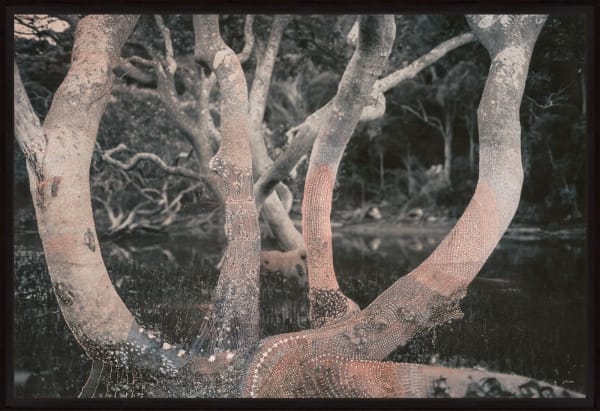 Joshua Yeldham, Mangrove Web, 2021