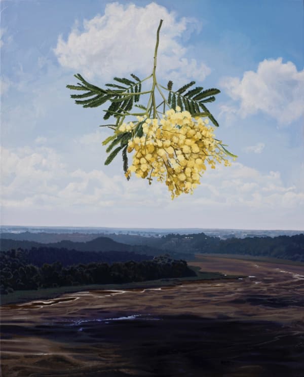 Hobie Porter, Drought in the Anthropocene (Acacia Decurrens), 2016