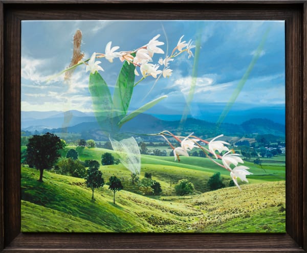 Hobie Porter, The Creek Bed (Dendrobium Kingianum), 2023