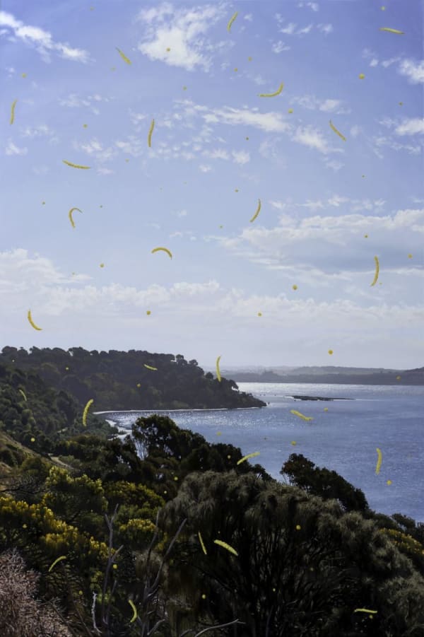 Hobie Porter, A Conflation of Acacias, 2015