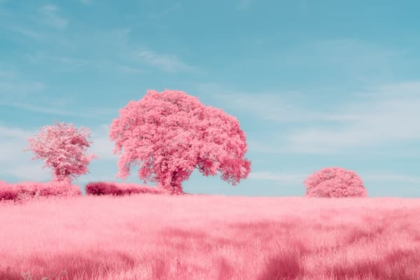Kate Ballis, Abundance, 2019