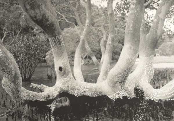 Joshua Yeldham, Mother Tree – White Lace (Ed. of 9), 2013