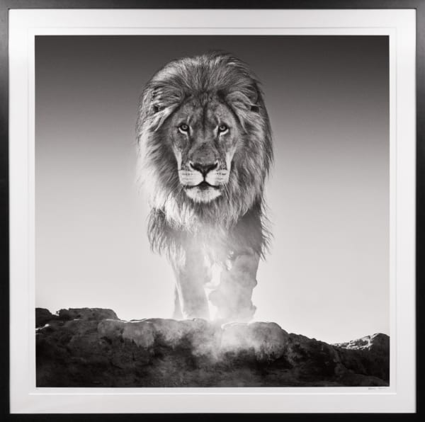 David Yarrow, 'The Old Testament' Lion in Dinokeng, South Africa, 2017