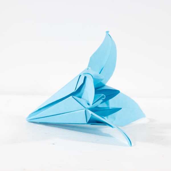 Caroline Chun, Flower (Lilly), 2024