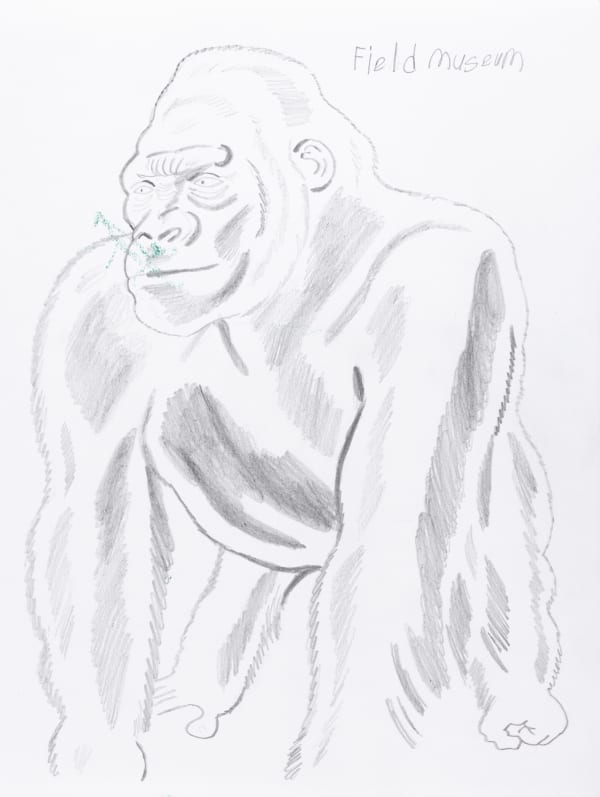 A drawing of a gorilla. Text reads "Field Museum" in the top right corner