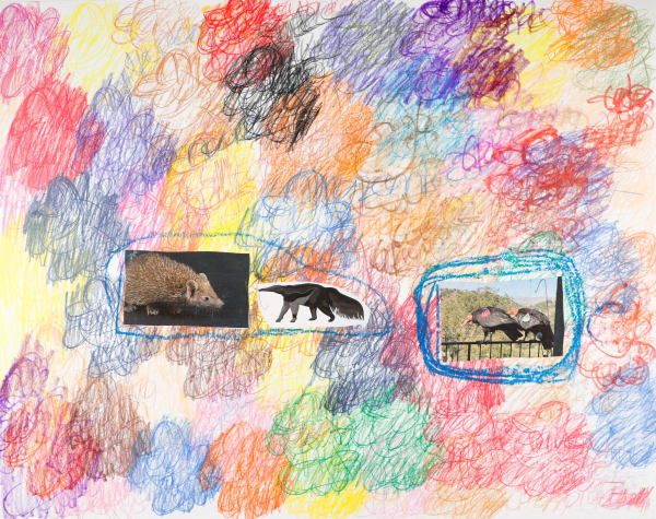 Lawrence M., The Condors, 2022