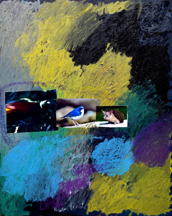 Lawrence M., Long Eared Hedgehog, 2022