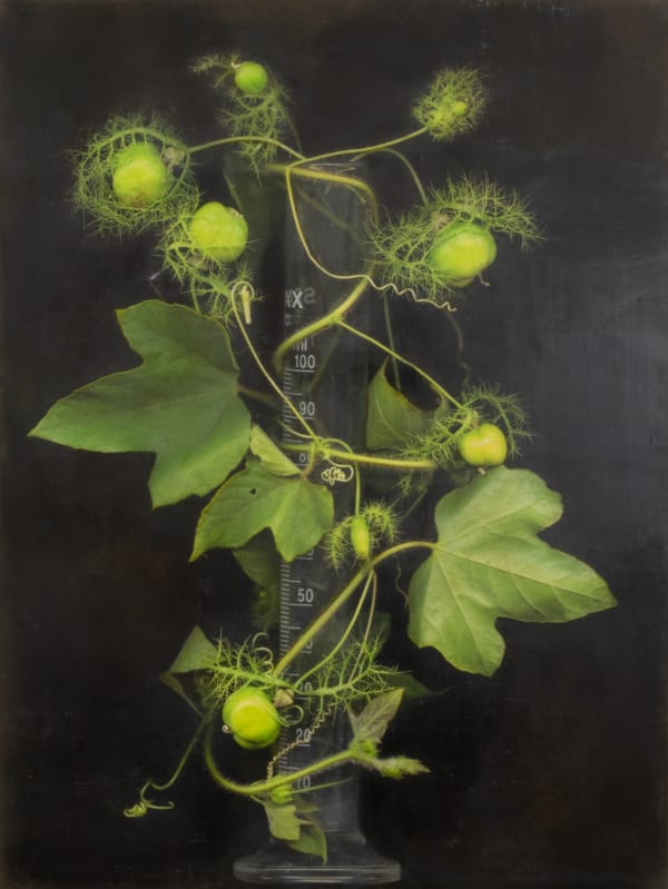 Carra Garza, An Incremental Ascension, 2018