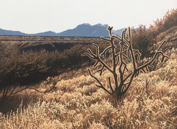 Dennis Blagg, Cholla Light, 2012