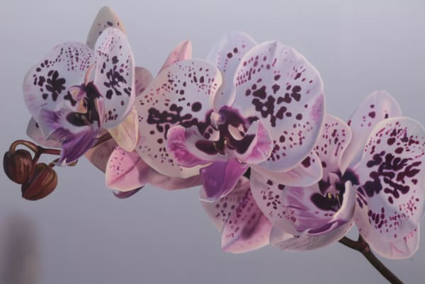 John Hartley, Orchid, 2021