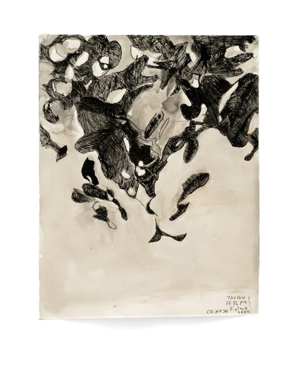 Carroll Swenson-Roberts, Chinese Pistach, 2025