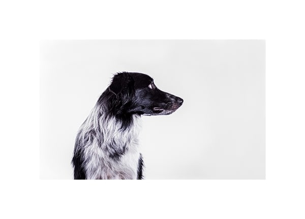 William Billingsley, Jill, 2018