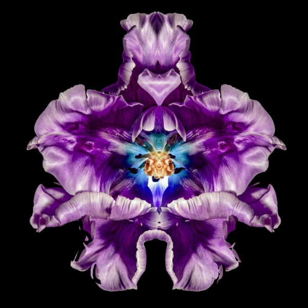 Jeff Robb, Purpureal Rex