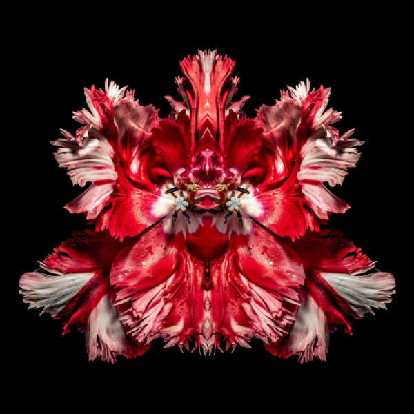 Jeff Robb Regina Semperviva Rorschach Flower Series Lenticular photographs 90 x 90 cm 35.43 x 35.43 in 93 x 93 x 5cm Framed 36.61 x 36.61 x 1.97 in framed Editions of 10 plus 2 Artist Proofs
