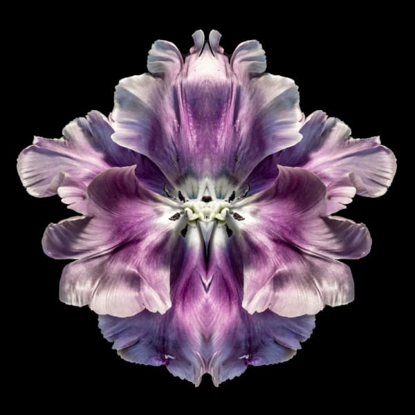 Jeff Robb Lilac Pilagia Rorschach Flower Series Lenticular photographs 90 x 90 cm 35.43 x 35.43 in 93 x 93 x 5cm Framed 36.61 x 36.61 x 1.97 in framed Editions of 10 plus 2 Artist Proofs