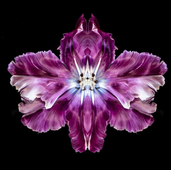 Jeff Robb Star Noctuidae Rorschach Flower Series Lenticular photographs 90 x 90 cm 35.43 x 35.43 in 93 x 93 x 5cm Framed 36.61 x 36.61 x 1.97 in framed Editions of 10 plus 2 Artist Proofs