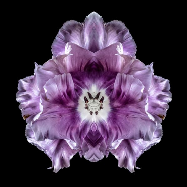 Jeff Robb Deliciae Pilosam Rorschach Flower Series Lenticular photographs 90 x 90 cm 35.43 x 35.43 in 93 x 93 x 5cm Framed 36.61 x 36.61 x 1.97 in framed Editions of 10 plus 2 Artist Proofs