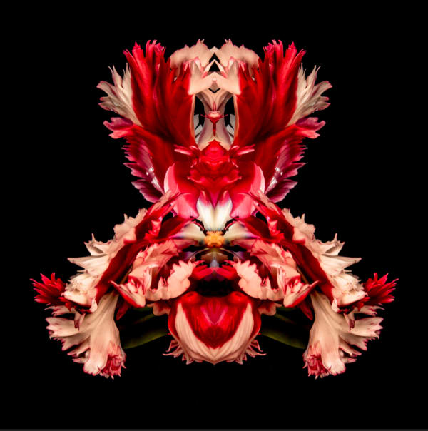 Jeff Robb Samurai Rorschach Flower Series Lenticular photographs 90 x 90 cm 35.43 x 35.43 in 93 x 93 x 5cm Framed 36.61 x 36.61 x 1.97 in framed Editions of 10 plus 2 Artist Proofs