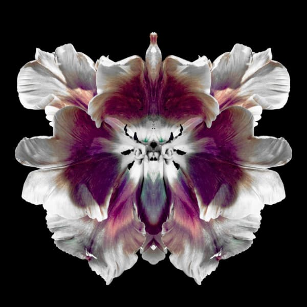 Jeff Robb Les Dessous Rorschach Flower Series Lenticular photographs 90 x 90 cm 35.43 x 35.43 in 93 x 93 x 5cm Framed 36.61 x 36.61 x 1.97 in framed Editions of 10 plus 2 Artist Proofs