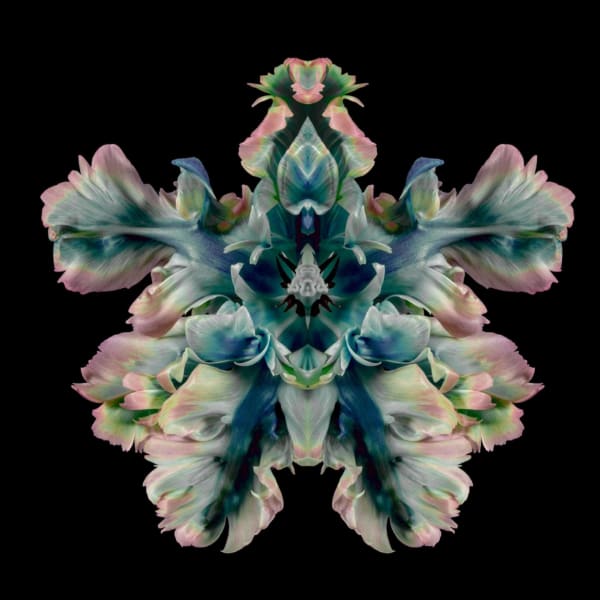 Jeff Robb Militans Virentia Rorschach Flower Series Lenticular photographs 90 x 90 cm 35.43 x 35.43 in 93 x 93 x 5cm Framed 36.61 x 36.61 x 1.97 in framed Editions of 10 plus 2 Artist Proofs