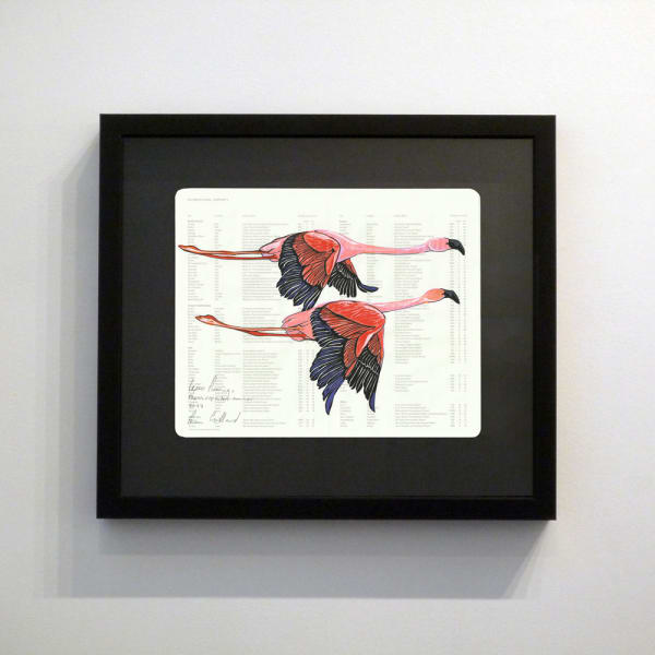 Fran Giffard, Lesser Flamingo