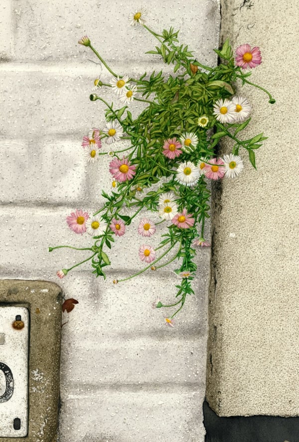 Aidan Potts - Daisy O