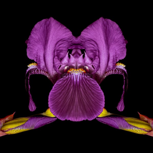 Daniele Mah - Fuschia Queen , 2023