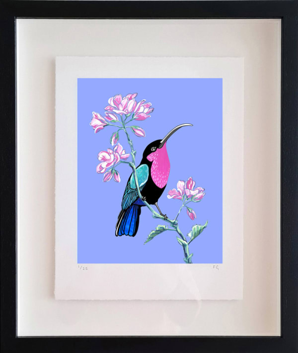 Fran Giffard, Purple Throated Carib and Geranium