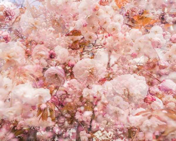 Casey Moore, Blossom #5