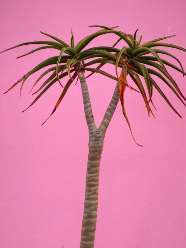 Kitty Chou - Seeing Pink, 2017