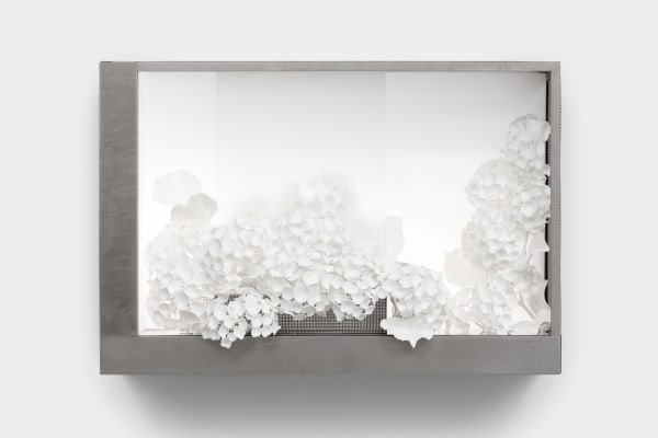 Kat Quay, ImageLayer_TheWhitePicket Fence.tif (Hydrangea), 2024