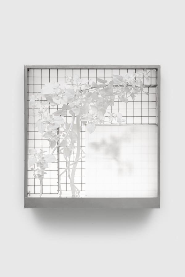 Kat Quay, ImageLayer_LetNoManPutAsunder.tif (Bougainvillea), 2024