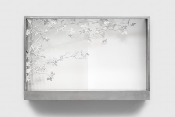 Kat Quay, ImageLayer_EverywhereIsTheCenter.tif (Dogwood), 2024