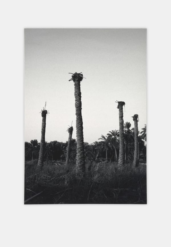 Mohammad Alfaraj, Are you gonna die standing and proud like palm trees do?, هل ستموت واقفاً وفخوراً كما النخيل؟, 2021