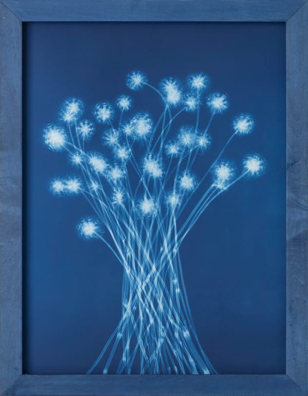 Bryan Whitney, Scabiousa Pods, 2024