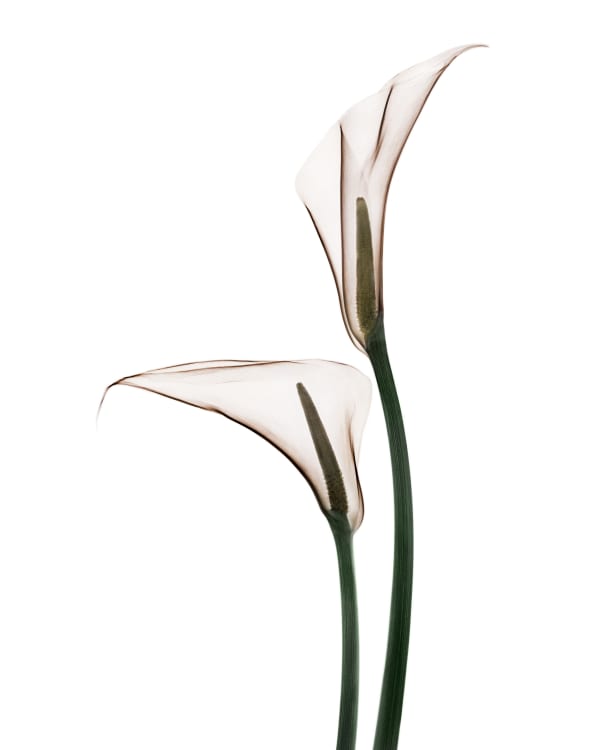 Bryan Whitney, Calla Lillies