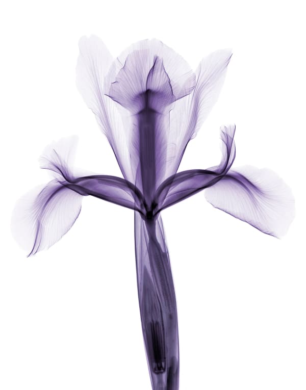 Bryan Whitney, Iris