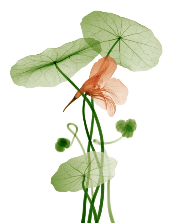 Bryan Whitney, Nasturtium