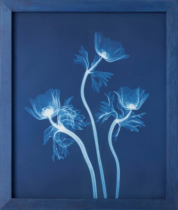 Bryan Whitney, Poppies, 2024